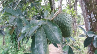 Annona muricata, photographed by Roger A. Morales-Flores