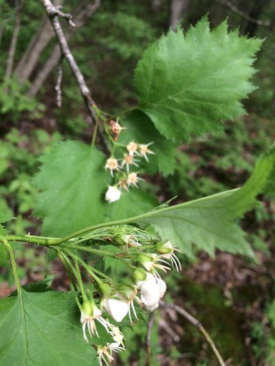 Crataegus flabellata, photographed by Étienne Lacroix-Carignan
