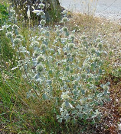 Marrubium incanum, photographed by viridian