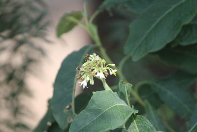 Solanum pubigerum, photographed by José Belem Hernández Díaz