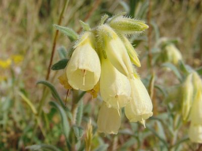 Onosma echioides, photographed by viridian