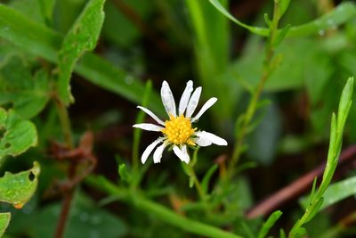 Symphyotrichum bullatum, photographed by Neptalí Ramírez Marcial