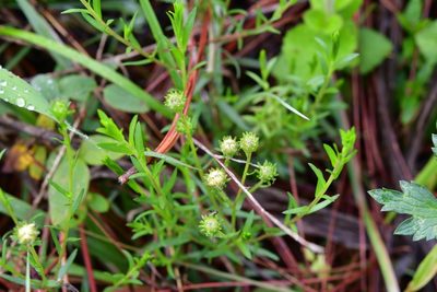 Symphyotrichum bullatum, photographed by Neptalí Ramírez Marcial