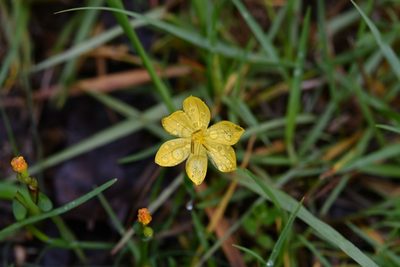 Sisyrinchium angustissimum, photographed by Neptalí Ramírez Marcial
