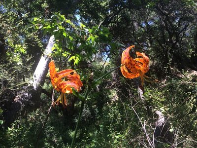 Lilium humboldtii, photographed by Lindsay Walker
