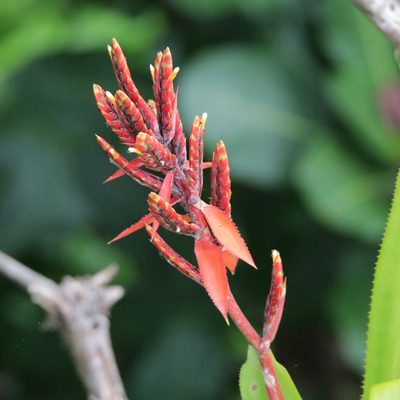 Aechmea tillandsioides, photographed by Aitor