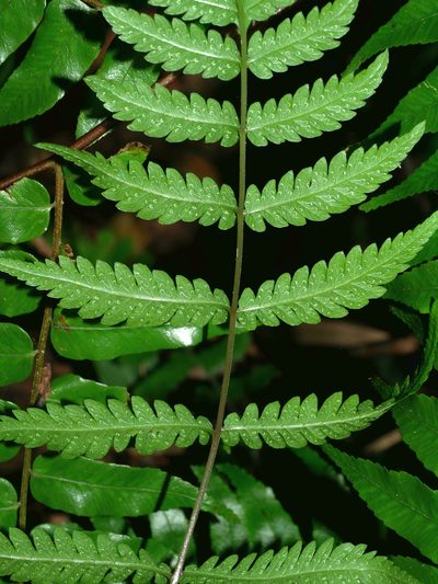 Metathelypteris adscendens, photographed by Jacy Chen
