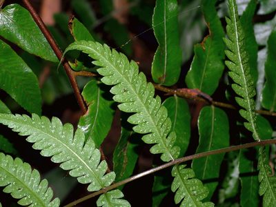 Metathelypteris adscendens, photographed by Jacy Chen