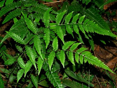 Metathelypteris adscendens, photographed by Jacy Chen