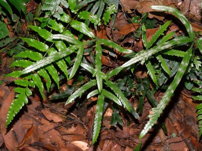 Pteris cadieri, photographed by Jacy Chen