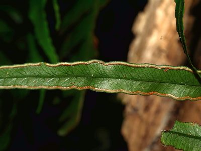 Pteris cadieri, photographed by Jacy Chen
