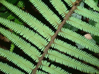 Diplopterygium chinense, photographed by Jacy Chen