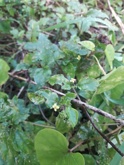 Calyptocarpus brasiliensis, photographed by Gonzalo Roget