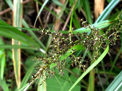 Scleria terrestris, photographed by Jacy Chen
