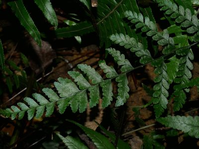 Microlepia obtusiloba, photographed by Jacy Chen