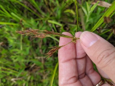 Rhynchospora inexpansa, photographed by Alison Northup