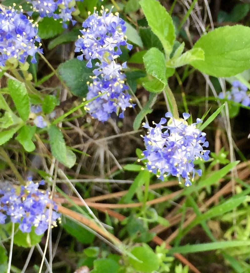 Ceanothus diversifolius, photographed by gailo