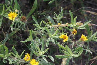 Heterotheca camporum, photographed by Mike B