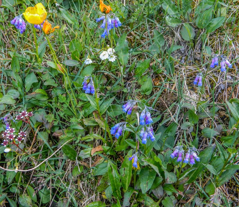 Mertensia stylosa, photographed by Фая Баландина