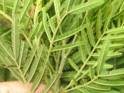 Acacia irrorata, photographed by Greg Tasney
