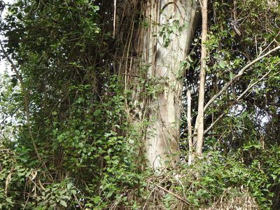 Eucalyptus tereticornis, photographed by Greg Tasney