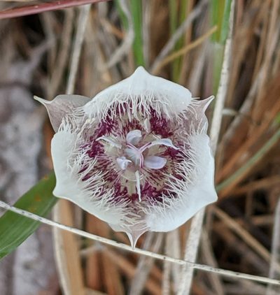 Calochortus elegans, photographed by Brodie Cass Talbott
