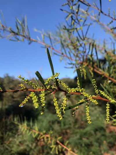 Acacia mucronata, photographed by Ramit Singal