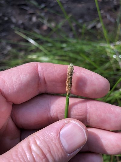 Eleocharis dulcis, photographed by Greg Tasney