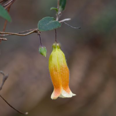 Marianthus bignoniaceus, photographed by Kym Nicolson