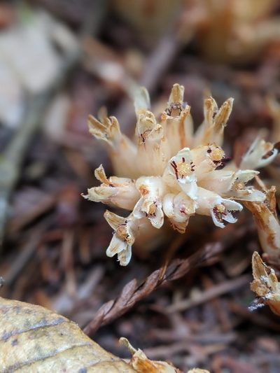 Pleuricospora fimbriolata, photographed by My-Lan Le