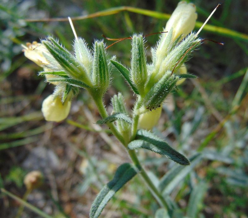 Onosma echioides, photographed by viridian