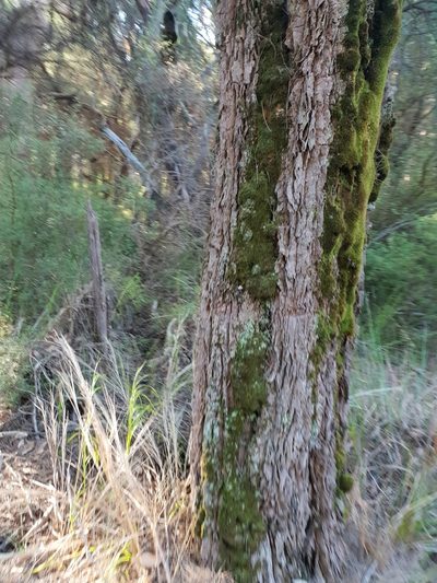 Allocasuarina decussata, photographed by Em Lamond