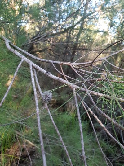 Allocasuarina decussata, photographed by Em Lamond