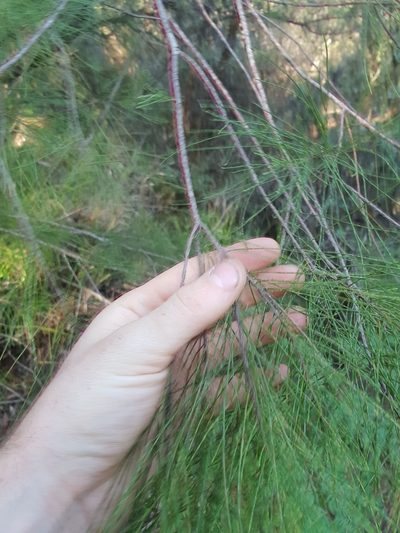 Allocasuarina decussata, photographed by Em Lamond