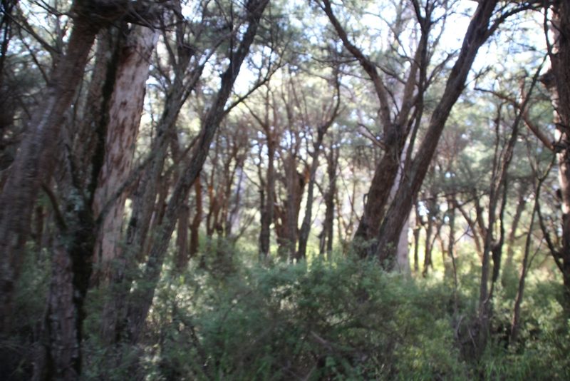 Allocasuarina decussata, photographed by Em Lamond