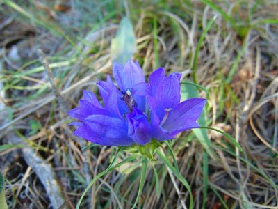 Edraianthus tenuifolius, photographed by viridian