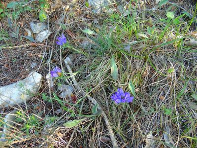 Edraianthus tenuifolius, photographed by viridian