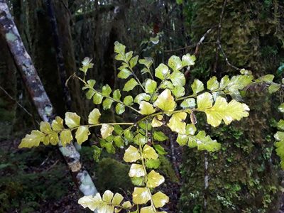 Phyllocladus toatoa, photographed by Leon Perrie