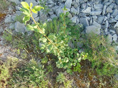 Frangula rupestris, photographed by viridian