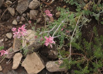 Cysticapnos pruinosa, photographed by Peter Warren