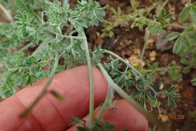Cysticapnos pruinosa, photographed by Peter Warren
