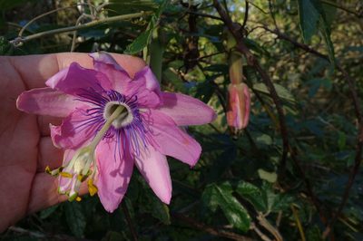 Passiflora pinnatistipula, photographed by John Barkla