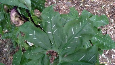 Dracunculus vulgaris, photographed by sucrerouge