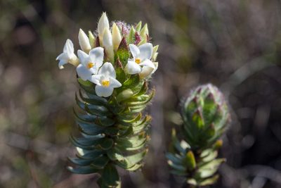 Gnidia ornata, photographed by magriet b