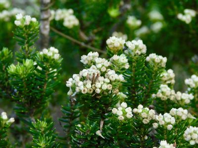 Phylica axillaris, photographed by Rebecca Ryen-Stols