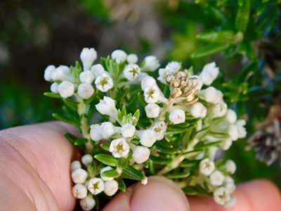 Phylica axillaris, photographed by Rebecca Ryen-Stols
