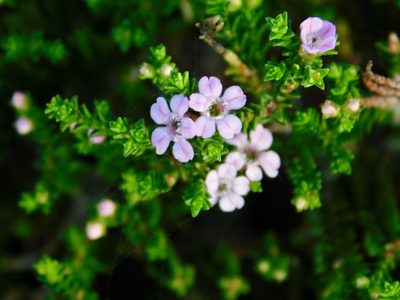 Euchaetis albertiniana, photographed by Rebecca Ryen-Stols