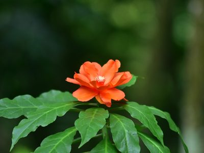 Leuenbergeria bleo, photographed by Renjith Jacob Mathews