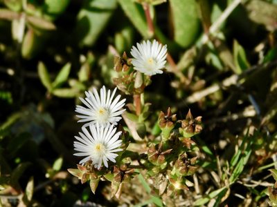 Delosperma inconspicuum, photographed by Rebecca Ryen-Stols