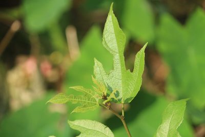 Ficus exasperata, photographed by Haneesh K M